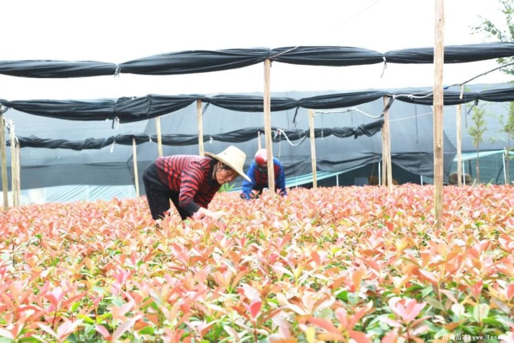 140畝花卉苗木基地，生機勃勃的瀏陽！