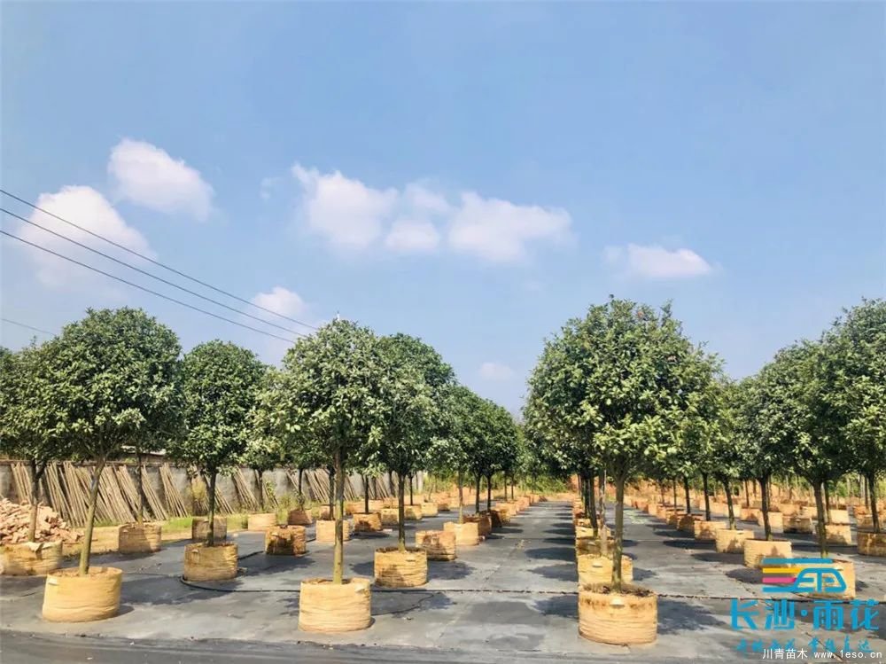 “一村一品”奔小康丨關(guān)刀新村：綠色苗木撐起脫貧藍(lán)天