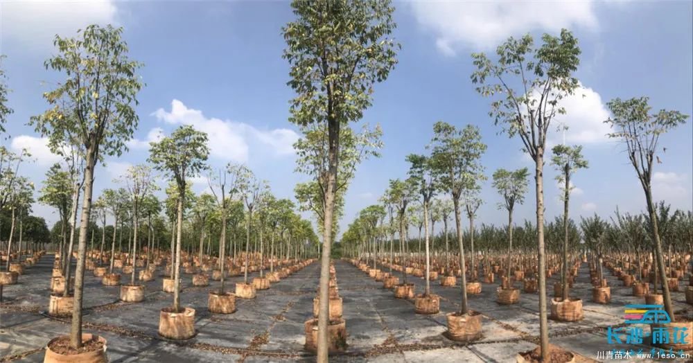 “一村一品”奔小康丨關(guān)刀新村：綠色苗木撐起脫貧藍(lán)天