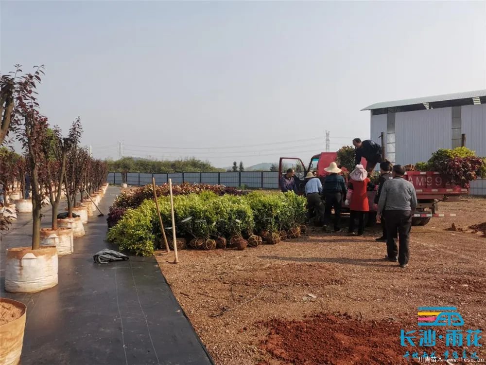 “一村一品”奔小康丨關(guān)刀新村：綠色苗木撐起脫貧藍(lán)天