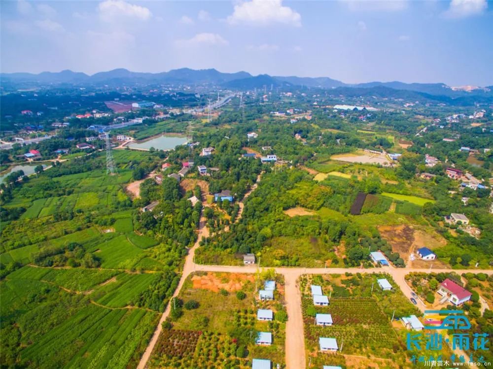 “一村一品”奔小康丨關(guān)刀新村：綠色苗木撐起脫貧藍(lán)天