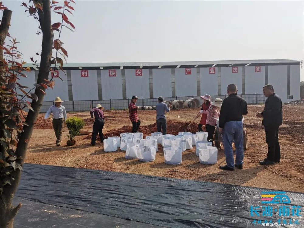 “一村一品”奔小康丨關(guān)刀新村：綠色苗木撐起脫貧藍(lán)天