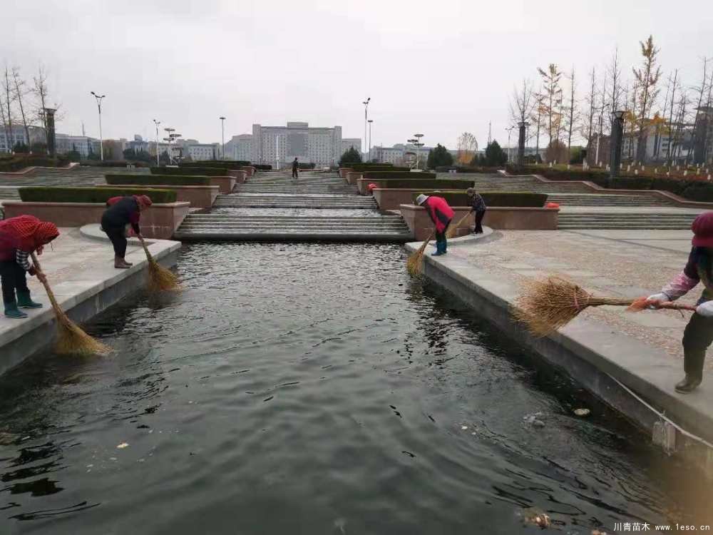 新城市政園林中心加強秋季苗木養(yǎng)護