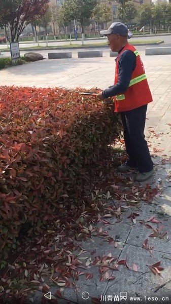 新城市政園林中心加強秋季苗木養(yǎng)護