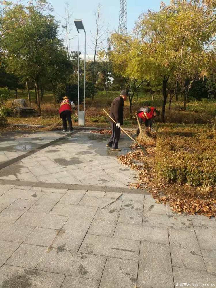 新城市政園林中心加強秋季苗木養(yǎng)護