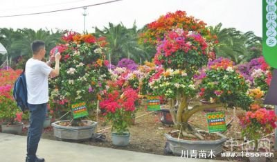 點(diǎn)燃現(xiàn)代農(nóng)業(yè)發(fā)展新引擎 促中山花木品牌走向全國