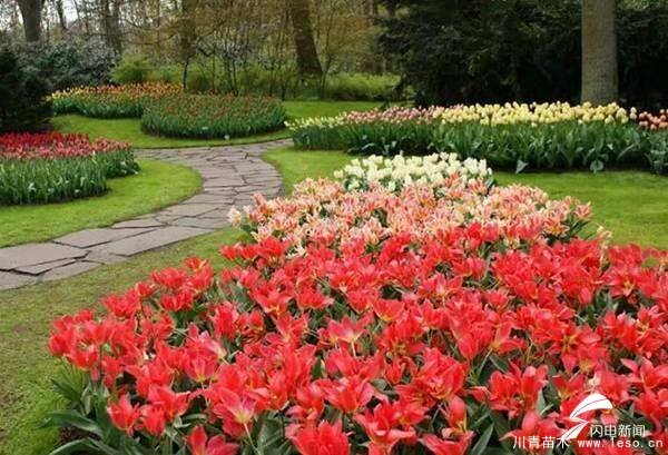 淄博一男子多次偷拿路邊花卉被拘，路邊的鮮花你不要“采”