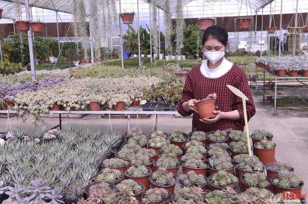 溫江川雅園藝場線上直播帶貨！花式賣花帶火溫江近30萬滯銷花卉