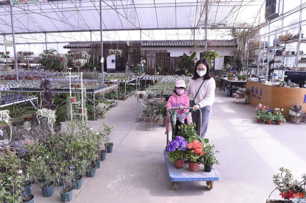 溫江川雅園藝場線上直播帶貨！花式賣花帶火溫江近30萬滯銷花卉