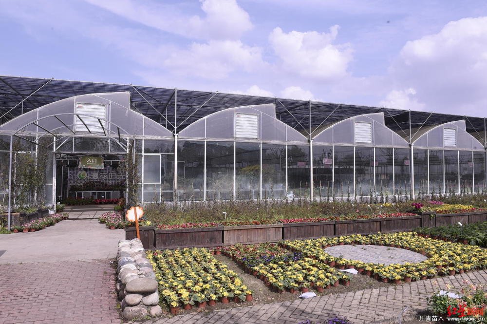 溫江川雅園藝場線上直播帶貨！花式賣花帶火溫江近30萬滯銷花卉