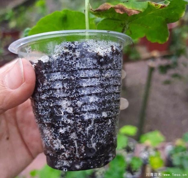 花卉綠植，要學(xué)會扦插，這4種花卉晚秋、冬初可照樣育苗