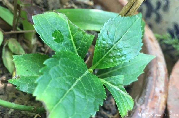 花卉綠植，要學(xué)會扦插，這4種花卉晚秋、冬初可照樣育苗