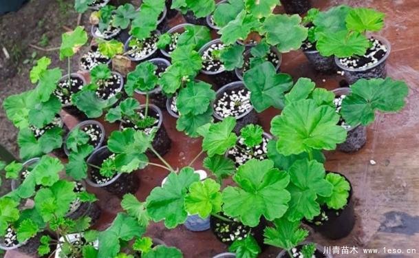 花卉綠植，要學(xué)會扦插，這4種花卉晚秋、冬初可照樣育苗