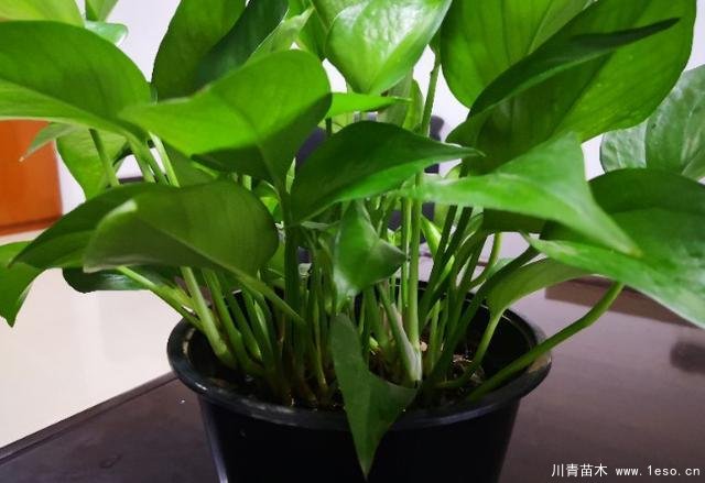 花卉綠植，要學(xué)會扦插，這4種花卉晚秋、冬初可照樣育苗