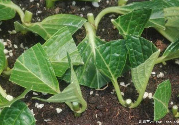 花卉綠植，要學(xué)會扦插，這4種花卉晚秋、冬初可照樣育苗