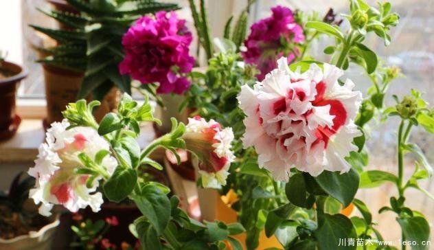 花卉綠植，要學(xué)會扦插，這4種花卉晚秋、冬初可照樣育苗