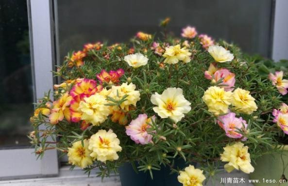 花卉綠植，要學(xué)會扦插，這4種花卉晚秋、冬初可照樣育苗