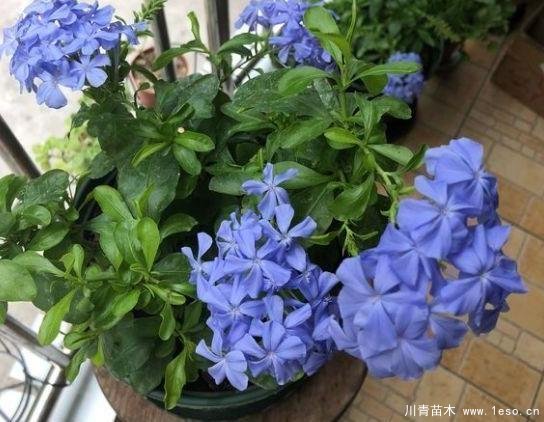 花卉綠植，要學(xué)會扦插，這4種花卉晚秋、冬初可照樣育苗