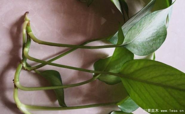 花卉綠植，要學(xué)會扦插，這4種花卉晚秋、冬初可照樣育苗