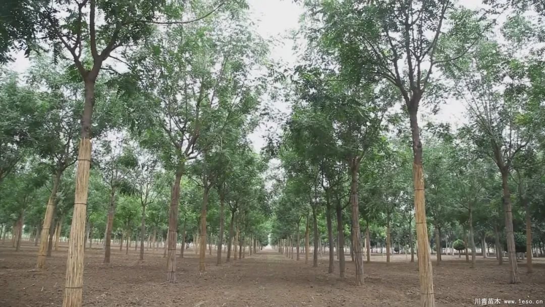 邱縣高檔苗木“栽植”千年秀林