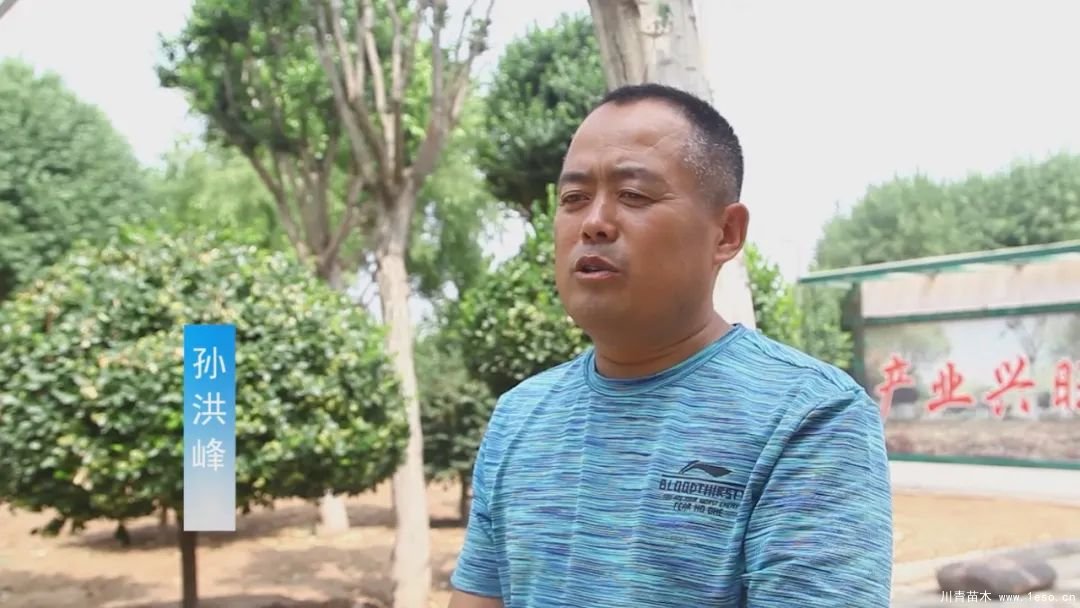 邱縣高檔苗木“栽植”千年秀林