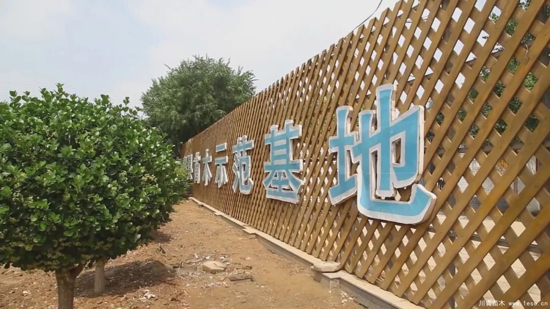 邱縣高檔苗木“栽植”千年秀林