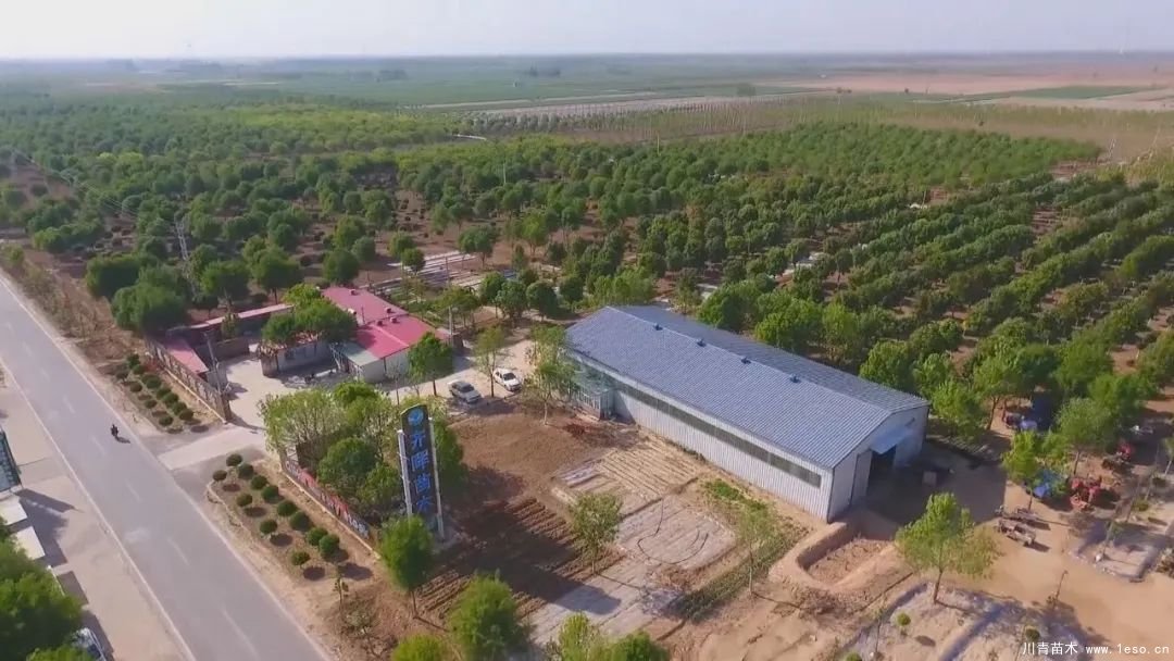 邱縣高檔苗木“栽植”千年秀林