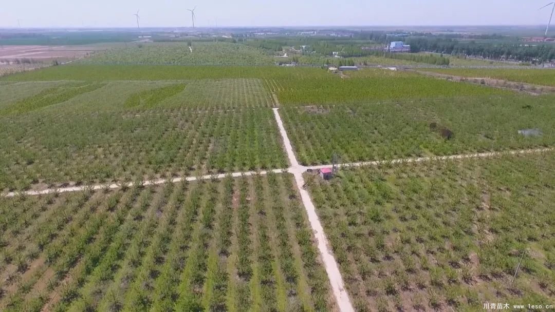 邱縣高檔苗木“栽植”千年秀林