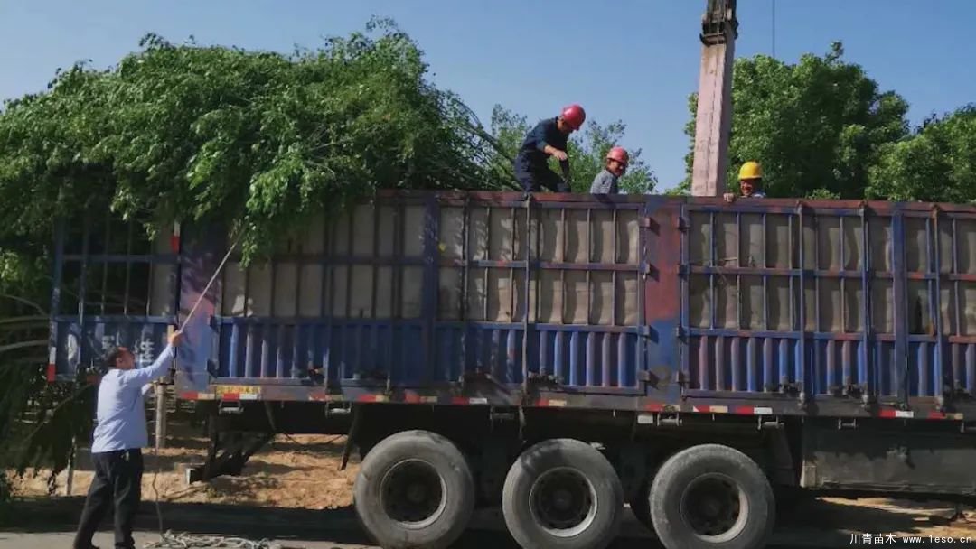 邱縣高檔苗木“栽植”千年秀林