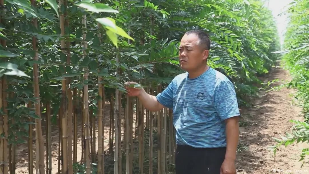 邱縣高檔苗木“栽植”千年秀林