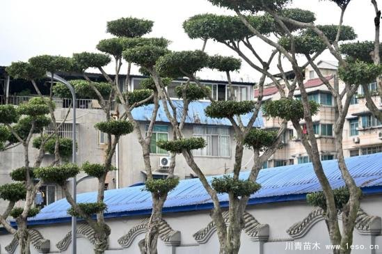 溫江路邊長出“盆景”！區(qū)城市園林綠化苗木：兼顧安全與采光