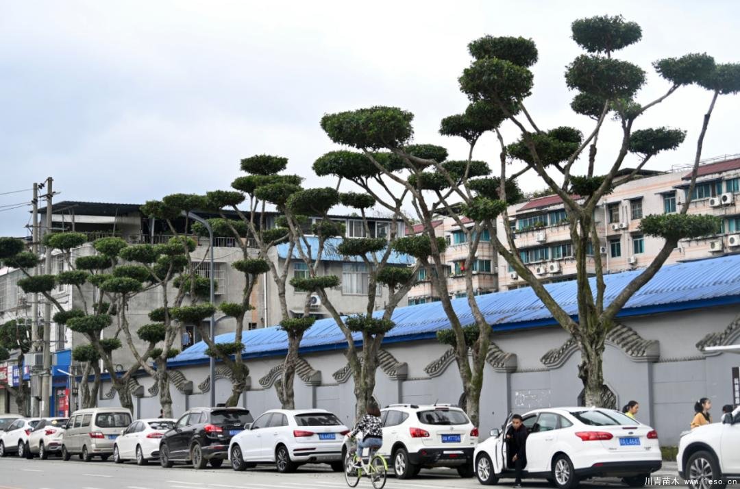 溫江路邊長出“盆景”！區(qū)城市園林綠化苗木：兼顧安全與采光