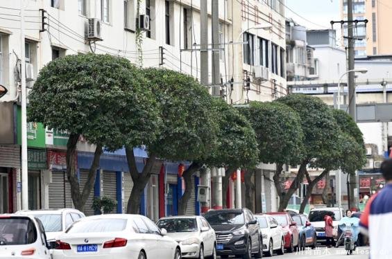 溫江路邊長出“盆景”！區(qū)城市園林綠化苗木：兼顧安全與采光