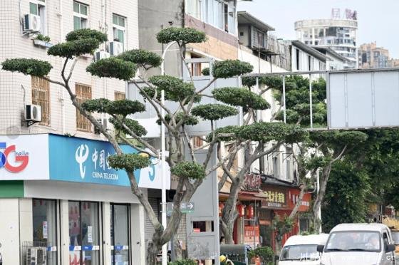 溫江路邊長出“盆景”！區(qū)城市園林綠化苗木：兼顧安全與采光