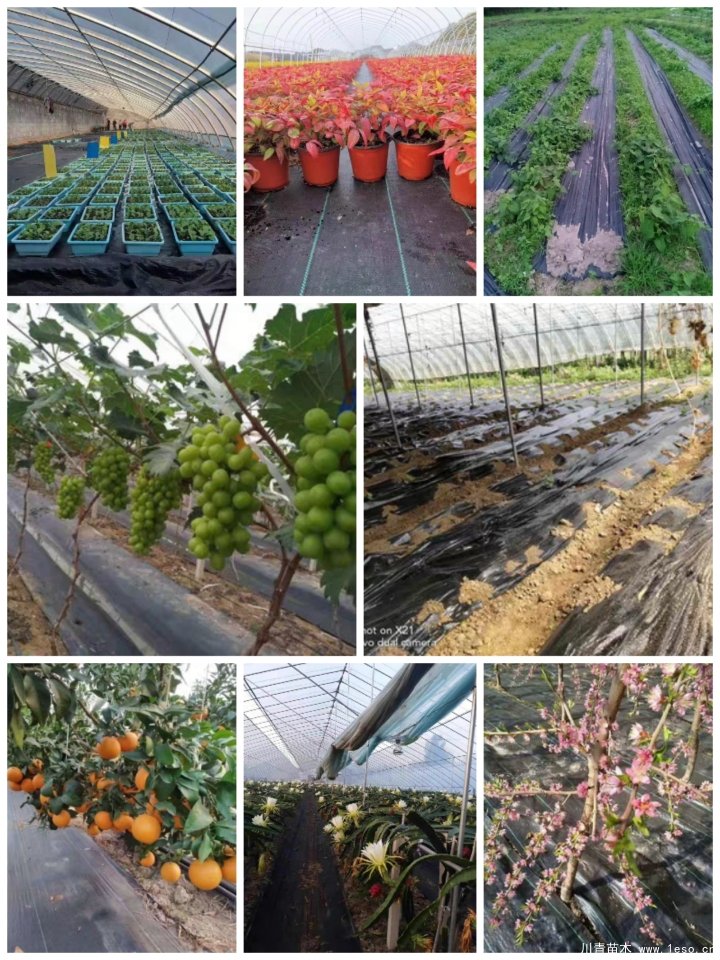 惠民展即將開(kāi)展：觀里蔣家首屆果袋苗木農(nóng)業(yè)生產(chǎn)