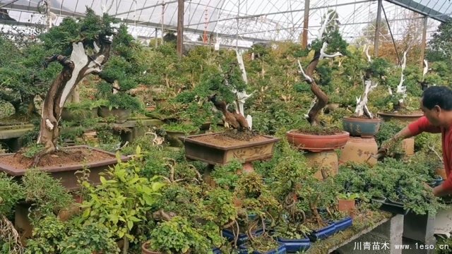 苗木盆景淘寶第一村【盆景園藝網(wǎng)紅直播基地】