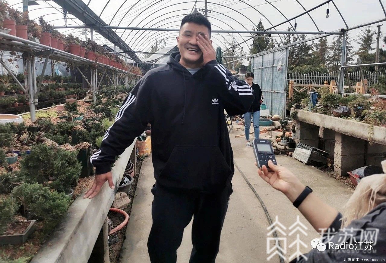 苗木盆景淘寶第一村【盆景園藝網(wǎng)紅直播基地】