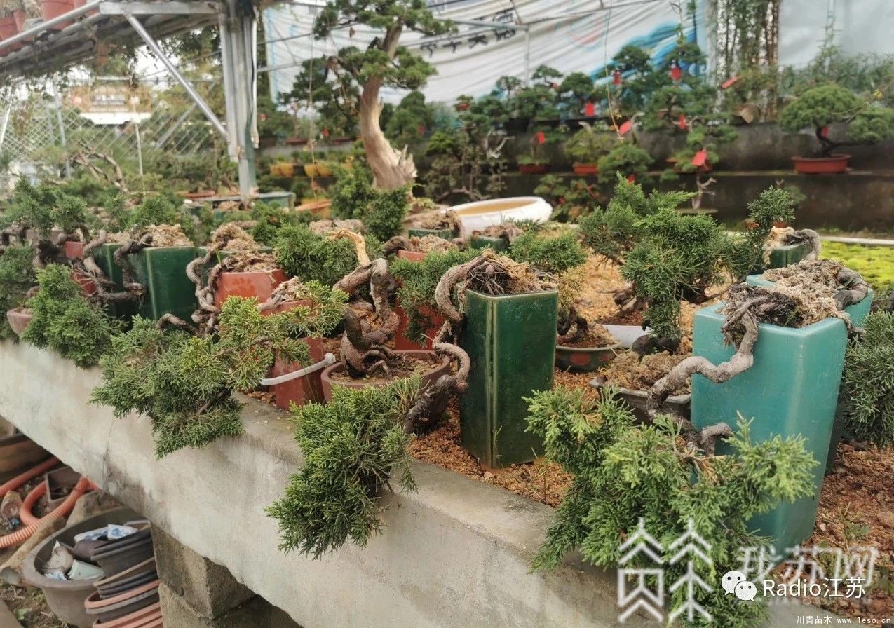 苗木盆景淘寶第一村【盆景園藝網(wǎng)紅直播基地】
