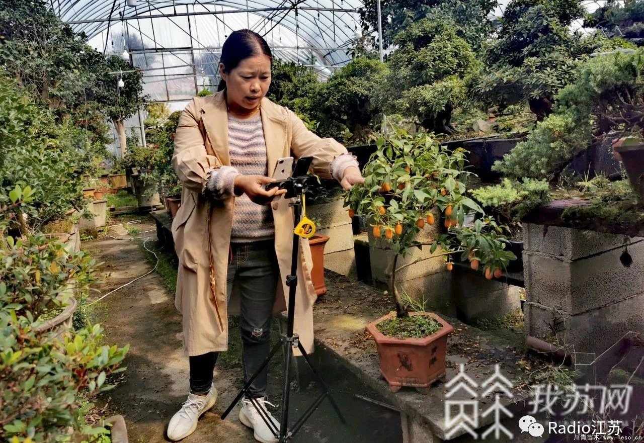 苗木盆景淘寶第一村【盆景園藝網(wǎng)紅直播基地】