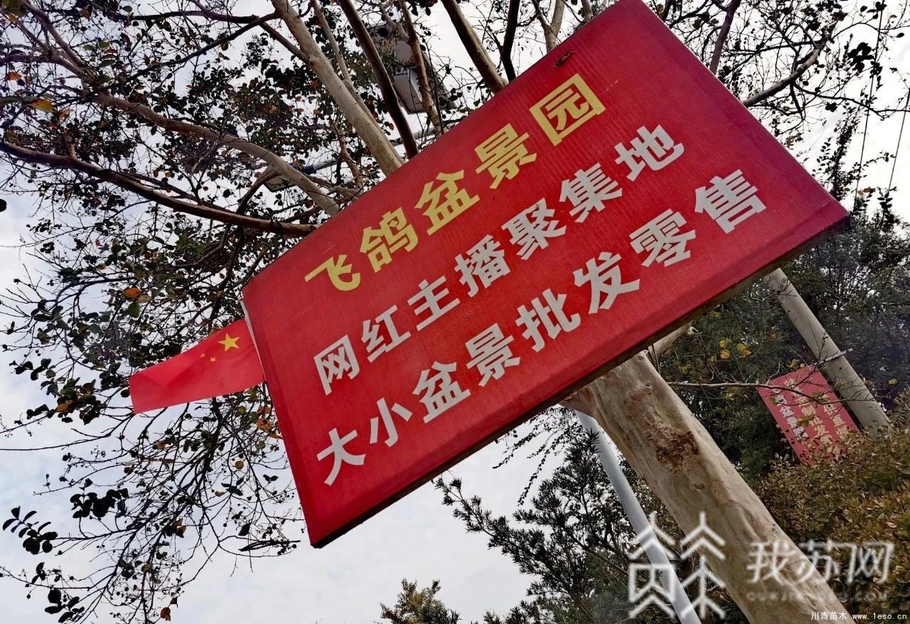 苗木盆景淘寶第一村【盆景園藝網(wǎng)紅直播基地】