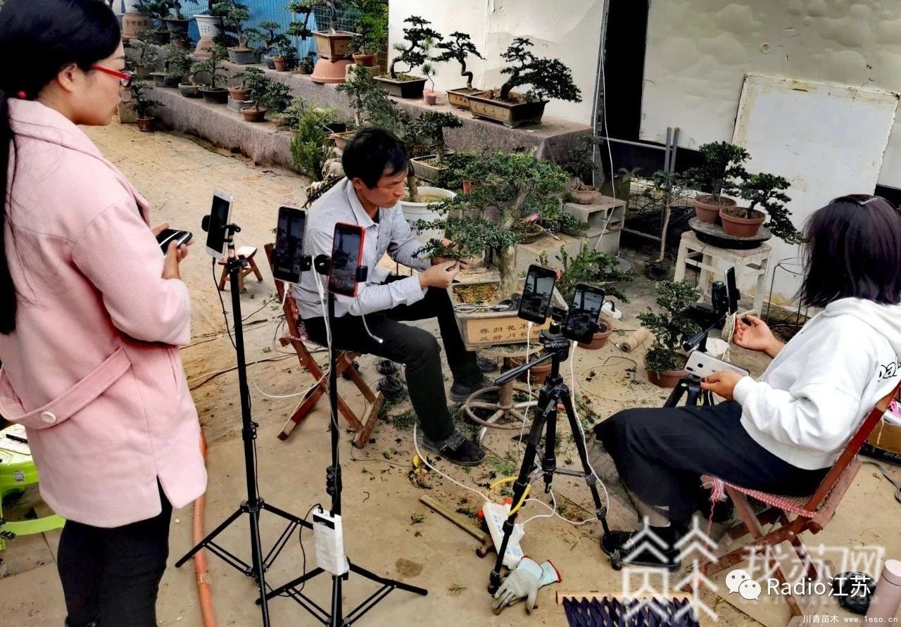 苗木盆景淘寶第一村【盆景園藝網(wǎng)紅直播基地】