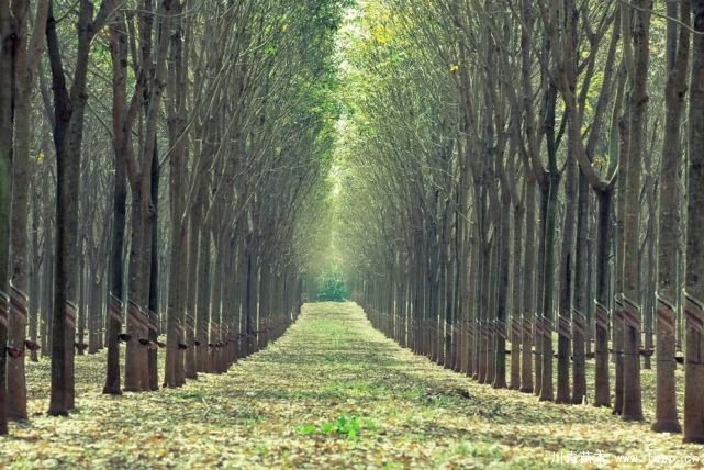 苗木生意怎么做才能長久？細節(jié)決定成?。? bdsfid="60" src="/uploads/allimg/201114/0955513D9-0.jpg" /></span></span></p>
<p bdsfid="61">
	<span style="font-family:微軟雅黑;"><span style="font-size:16px;">一、將“規(guī)格質(zhì)量”作為生存之本</span></span></p>
<p bdsfid="62">
	<span style="font-family:微軟雅黑;"><span style="font-size:16px;">因苗木商品的特殊性，要給其指定一個完美的質(zhì)量標準似乎不切實際，但這并不代表苗木產(chǎn)業(yè)就不存在標準。反之，由于苗木的“生命”特征，我們更要去注重苗木的規(guī)格質(zhì)量。這一點落實到苗圃管理上，就體現(xiàn)為土壤、灌溉、修剪、施肥、病害防治等基本環(huán)節(jié)的操作。</span></span></p>
<p bdsfid="64" style="text-align: center;">
	<span style="font-family:微軟雅黑;"><span style="font-size:16px;"><img alt=