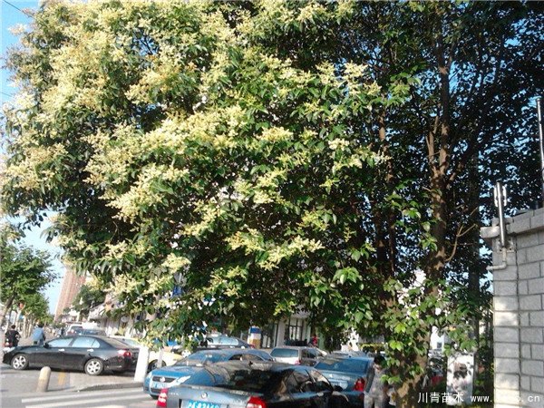 農(nóng)民大量種植女貞樹，曾經(jīng)3畝賣10萬元，如今無人問津，砍掉當(dāng)柴火