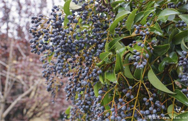 農(nóng)民大量種植女貞樹，曾經(jīng)3畝賣10萬元，如今無人問津，砍掉當(dāng)柴火