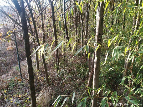 農(nóng)民大量種植女貞樹，曾經(jīng)3畝賣10萬元，如今無人問津，砍掉當(dāng)柴火