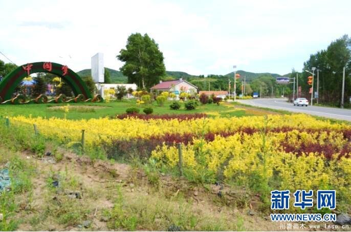 波泥河苗木特色小鎮(zhèn) 長春九臺一花一樹