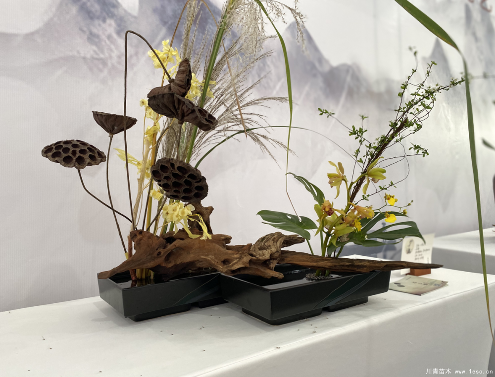 第二屆成都國際花木博覽會在溫江區(qū)鎮(zhèn)子鄉(xiāng)盛大啟幕