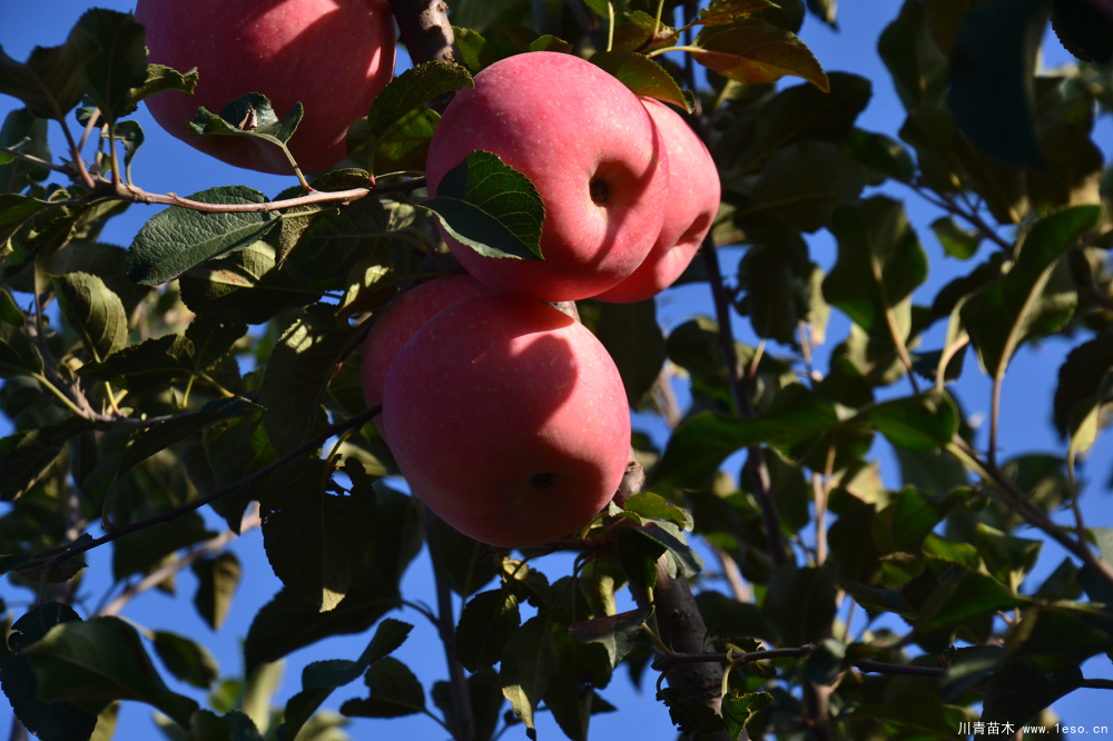 蘋(píng)果苗木怎么買(mǎi)？果農(nóng)別再做韭菜，送上門(mén)去任人割