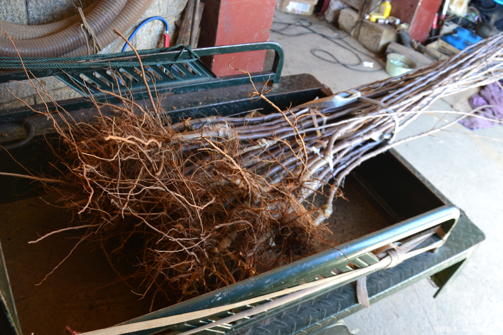 蘋(píng)果苗木怎么買(mǎi)？果農(nóng)別再做韭菜，送上門(mén)去任人割