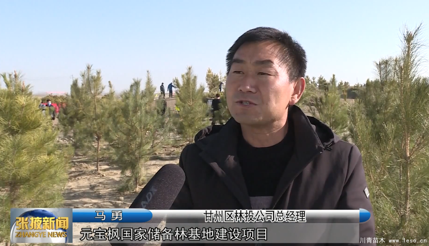 甘州區(qū)“一園三帶”冬季造林綠化苗木活動拉開帷幕